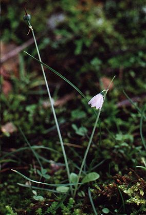 Serrières (Corse), 30 octobre 1991