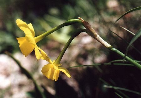 Sainte Victoire (Bouches-du-Rhône), 9 mai 2000