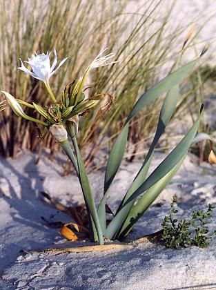 Courant de Huchet (Landes), 28 juillet 2002