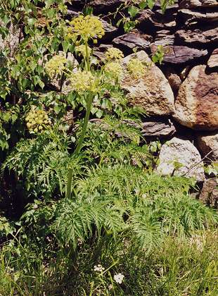 Villefort, vers le col du Pré de la Dame (Lozère), 1 juin 2000