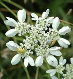 Orlaya à grandes fleurs