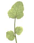 Panais à larges feuilles
