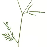 Torilis pourpre