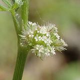 Torilis noueux