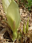 Arum d'Italie