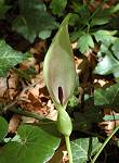 Arum tacheté