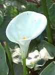 Arum blanc