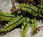 Capillaire inattendue