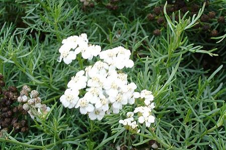 Barèges, Jardin botanique du Tourrmaqlet (Hautes-Pyrénées), 22 août 2005