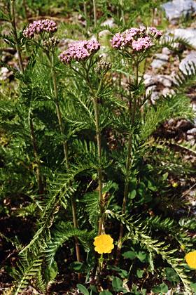 Vallon d'Ambin (Savoie), 16 juillet 1992