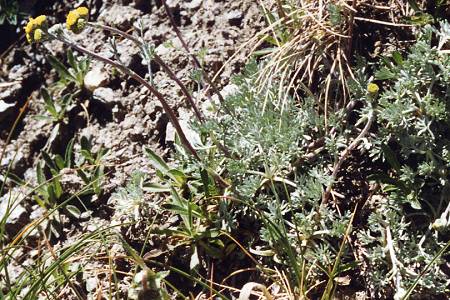 Lacs Malrif, Queyras (Hautes-Alpes), 8 juillet 1998
