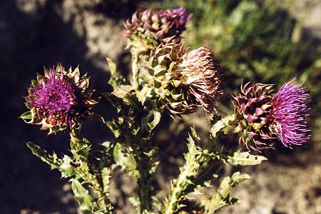 Abris (Hautes-Alpes), 8 juillet 1998