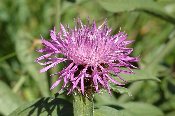 Vers l'étang de la Frêche (Haute-Garonne), 13 août 2009
