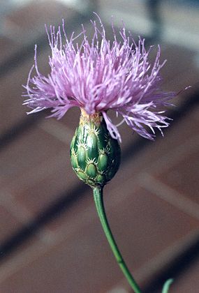 Luminy (Bouches-du-Rhne), 26 octobre 1992