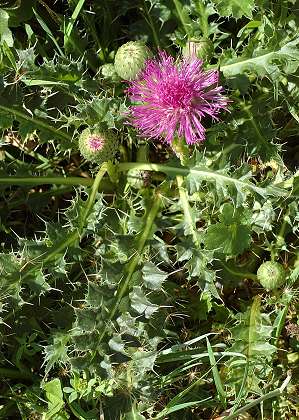 Montenois (Doubs), 5 août 2005