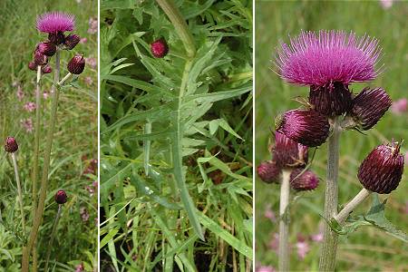 Granges-Narboz (Doubs), 12 juin 2005