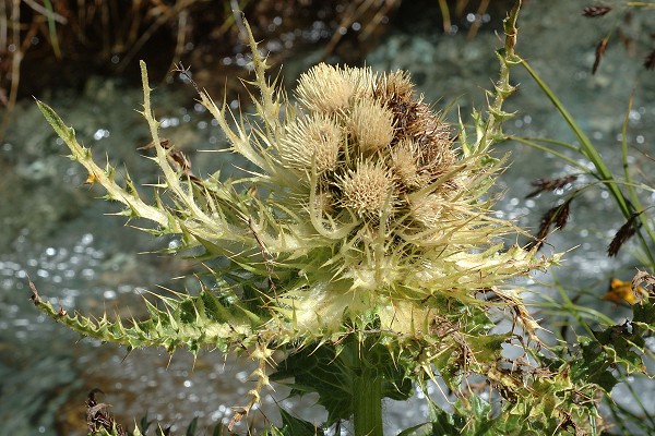 Bessans, vers le refeuge de l'Avérole (Savoie), 31 juillet 2014