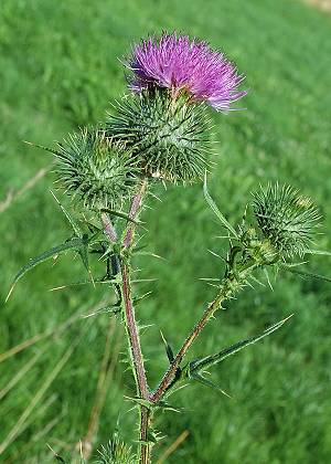 Montenois (Doubs), 27 juillet 2004