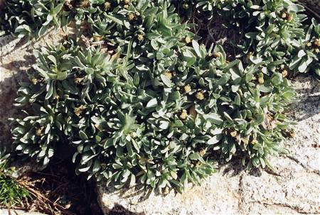 Baysselance (Hautes-Pyrénées), 17 août 1993