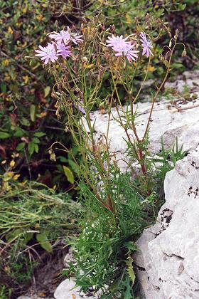 Sauve (Gard), 22 avril 2000