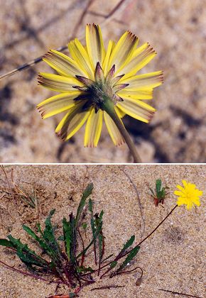 Soustons (Landes), 21 aot 1999