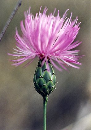 Sournia (Pyrnes-Orientales), 16 juillet 1995