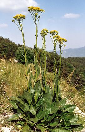 Col de Perty (Drme), 6 juillet 2001