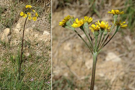 Frasne (Doubs), 25 mai 2009