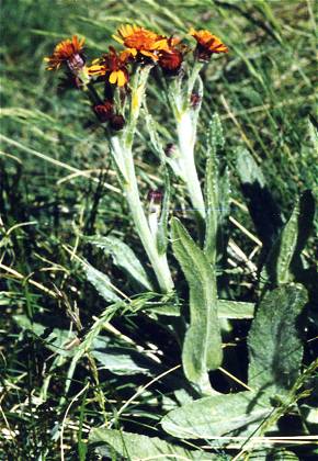 Dans le col Agnel (Alpes-de-Hautes-Provence), 10 juillet 1998