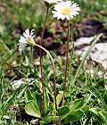 Pâquerette de montagne