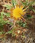 Carline d'Esspagne