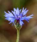 Bleuet