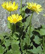 Doronic  grandes fleurs