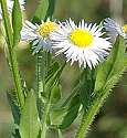 Vergerette annuelle