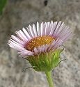 Vergerette glabre