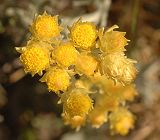 Immortelle jaune