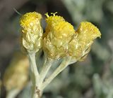 Immortelle d'Italie