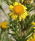 Inula faux crithmum
