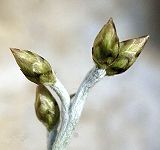 Phagnalon repoussant