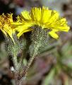 Piloselle des glaciers