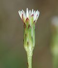 Aster écailleux