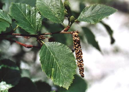 Abris, Roches Ecroules (Hautes-Alpes), 9 juillet 2001