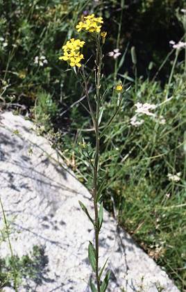 Avrole (Savoie), 15 juillet 1992