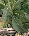 Chou potager