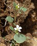 Cardamine des Alpes