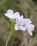 Cardamine des prés