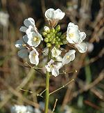 Diplotaxis fausse roquette