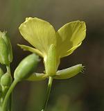 Diplotaxis  feuilles tnues