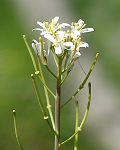 Arabette à fleurs peu nombreuses