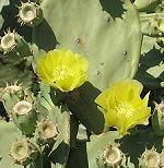 Opuntia inerme